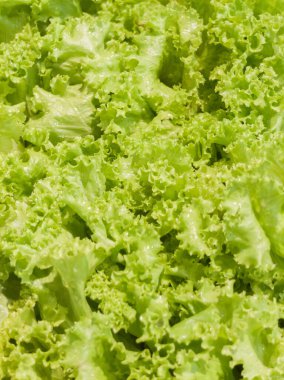 Süpermarkette bir yığın taze lahana. Taze yeşil vejetaryen yemeğinin yakın çekimi..