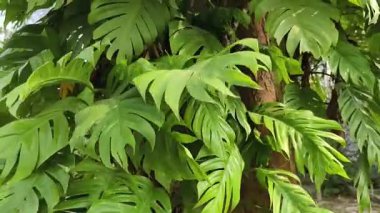 Canavar yapraklarının görüntüsü ve sabah güneşinde hafif bir esinti. Gerçek zamanlı kalite video