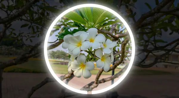 Plumeria ya da Frangipani ve parlak neon dairesel ışık. Tropikal parlak beyaz çiçekler