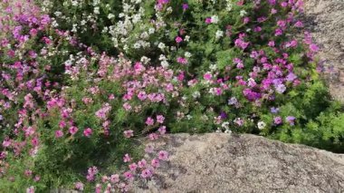 Görüntü 4K, yüksek açı. Verbena çiçeği. Parlak renkli çiçekler, tropikal renkler. Sabah güneş ışığı ve yarım daire hareketi gerçek zamanlı kalite video çeviriyor 