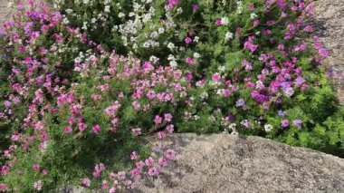 Video, karanlık, yansıtıcı bir yüzey kanalı, gölet ya da gölgelerde gerçek zamanlı su dalgalarını ya da dalgalanmalarını görüntüler.