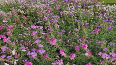 Video, karanlık, yansıtıcı bir yüzey kanalı, gölet ya da gölgelerde gerçek zamanlı su dalgalarını ya da dalgalanmalarını görüntüler.