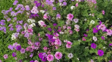 Video, karanlık, yansıtıcı bir yüzey kanalı, gölet ya da gölgelerde gerçek zamanlı su dalgalarını ya da dalgalanmalarını görüntüler.