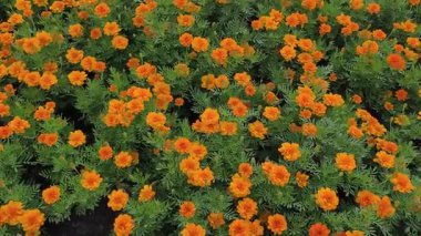 Video, karanlık, yansıtıcı bir yüzey kanalı, gölet ya da gölgelerde gerçek zamanlı su dalgalarını ya da dalgalanmalarını görüntüler.