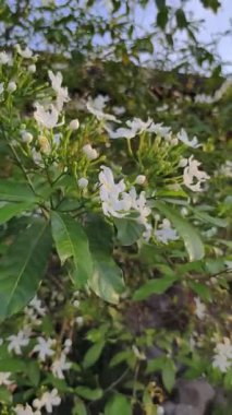 Video, karanlık, yansıtıcı bir yüzey kanalı, gölet ya da gölgelerde gerçek zamanlı su dalgalarını ya da dalgalanmalarını görüntüler.