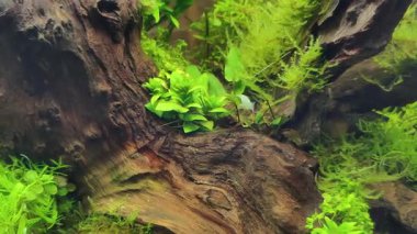 4k video kalitesi gerçek zamanlı. Su altı bitkileri ve küçük hayvanlar arka planı.