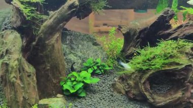 4k video kalitesi gerçek zamanlı. Su altı bitkileri ve küçük hayvanlar arka planı.