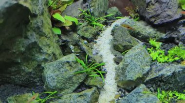 4k video kalitesi gerçek zamanlı. Su altı bitkileri ve küçük hayvanlar arka planı.