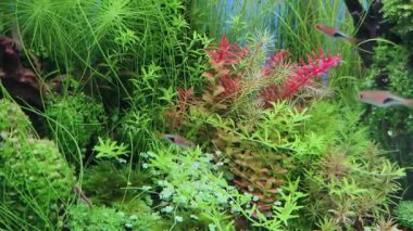 4k video kalitesi gerçek zamanlı. Su altı bitkileri ve küçük hayvanlar arka planı.