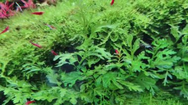 4k video kalitesi gerçek zamanlı. Su altı bitkileri ve küçük hayvanlar arka planı.