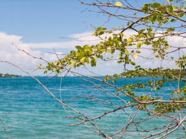 Kuru dallar, yapraklar, deniz ve bulanık ada. Tropik yaz doğa desenli deniz ve bulanık ada. Tropikal yaz doğa manzarası