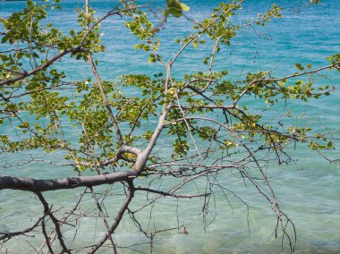 Kuru dallar, yapraklar, deniz ve bulanık ada. Tropik yaz doğa desenli deniz ve bulanık ada. Tropikal yaz doğa manzarası