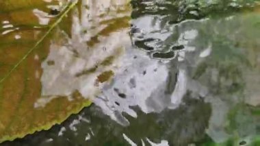 4K gerçek zamanlı video kaydı. Temiz su, taş zemindeki yaprakların arasından akar..