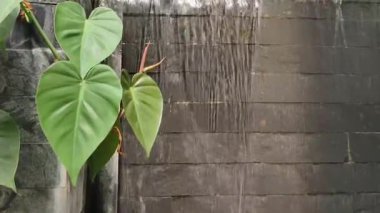 4K gerçek zamanlı video kaydı. Şelale ve asmalar rahatlama bahçesinde. Arkasında tuğla blok var..