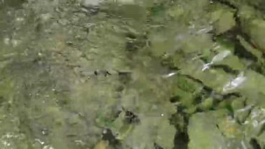 4K gerçek zamanlı video kaydı. Temiz su, taş zemindeki yaprakların arasından akar..