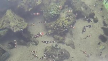 4K gerçek zamanlı görüntü. Palyaço balığı, mercan ve denizde kayalar. Suda yüzen balıklar