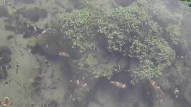 4K gerçek zamanlı görüntü. Palyaço balığı, mercan ve denizde kayalar. Suda yüzen balıklar
