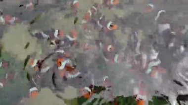 4K gerçek zamanlı görüntü. Palyaço balığı, mercan ve denizde kayalar. Suda yüzen balıklar