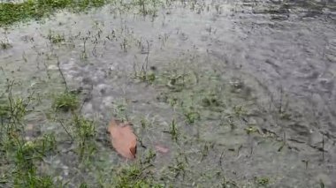 4K yavaş çekim. Bahçedeki çimlere yağmur damlaları düşer.