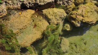 4K gerçek zamanlı video kaydı. Ormandaki ağaçlar kamerayla aşağı yukarı hareket ediyor..