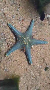 4K gerçek zamanlı görüntü. Seastar ve palyaço balığı, mercan ve kayalar denizde. Suda yüzen balıklar