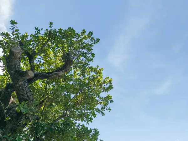 Düşük açılı çekim. Tropik doğal ağaç ve mavi gökyüzü. izole edilmiş ve kopyalanmış 
