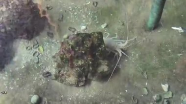 4K gerçek zamanlı video kaydı. Istakoz suyun altında, kayaların arkasında saklanıyor.