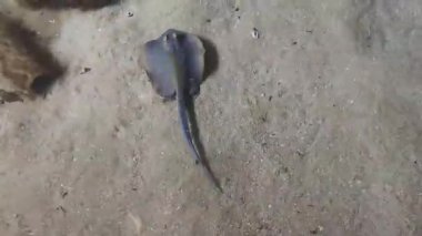 4K gerçek zamanlı video kaydı. Stingray suyun altında kumda yüzüyor.