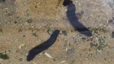 4K gerçek zamanlı video kaydı. Üreme havuzundaki kumda salatalık..