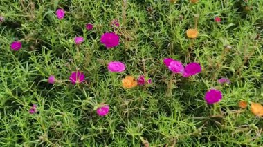 4K gerçek zamanlı video kaydı. Purslane çiçekleri ve arıları çiçeklerde yiyecek arıyorlar..
