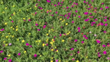 4K gerçek zamanlı video kaydı. Bahçede ya da parkta yaygın Purslane çiçeği. Kamera açısı sağdan sola hareket ediyor