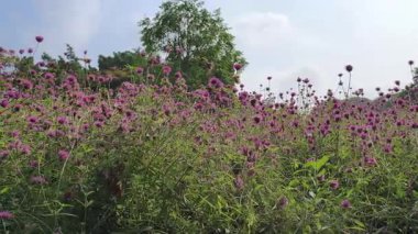4K gerçek zamanlı video kaydı. Bahçede ya da parkta Amaranthus çiçeği. Kamera açısı yansıması sağdan sola