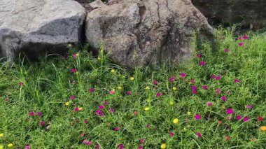 4K gerçek zamanlı video kaydı. Bahçede ya da parkta yaygın Purslane çiçeği. Kamera açısı sağdan sola hareket ediyor