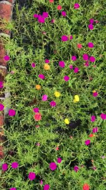 4K gerçek zamanlı video kaydı. Bahçede ya da parkta yaygın Purslane çiçeği. Kamera açısı soldan sağa hareket ediyor