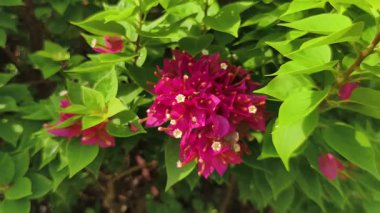 4K gerçek zamanlı video kaydı. Bahçedeki ya da parktaki Bougainvillea çiçeği. Kamera açısı yakınlaştır