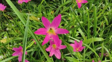 4K gerçek zamanlı video kaydı. Pembe yağmurlu zambak çiçeği ve çiçek arayan arı. Yeşil doğa bulanık arkaplan.