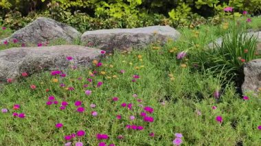 4K gerçek zamanlı video kaydı. Purslane çiçeği rengarenk ve bahçedeki ya da parktaki kayalar. Kamera açısı soldan sağa hareket ediyor