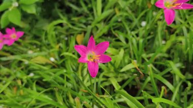 4K gerçek zamanlı video kaydı. Pembe yağmurlu zambak çiçeği ve çiçek arayan arı. Yeşil doğa bulanık arkaplan.