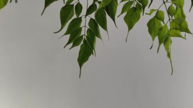 4K yavaş çekim videosu. Ağaçların yaprakları ve dalları beyaz bir duvarda rüzgarda usulca hareket eder.