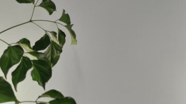 4K yavaş çekim videosu. Ağaçların yaprakları ve dalları beyaz bir duvarda rüzgarda usulca hareket eder.