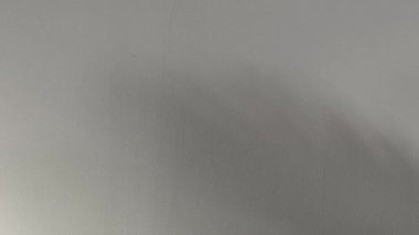 4K yavaş çekim videosu. Palmiye yaprağının gölgeleri beyaz bir duvarda hafif rüzgarda hareket eder..