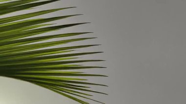 4K gerçek zamanlı video. Beyaz bir duvarda Hindistan cevizi ve hafif bir esinti bırakır