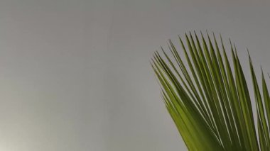 4K gerçek zamanlı video. Beyaz bir duvarda Hindistan cevizi ve hafif bir esinti bırakır