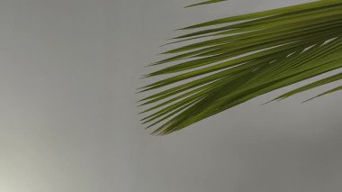 4K gerçek zamanlı video. Beyaz bir duvarda Hindistan cevizi ve hafif bir esinti bırakır