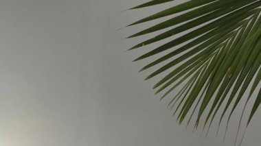 4K gerçek zamanlı video. Beyaz bir duvarda Hindistan cevizi ve hafif bir esinti bırakır