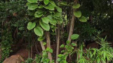 4K gerçek zamanlı video kaydı. Ormandaki ağaçlar kamerayla aşağı yukarı hareket ediyor..