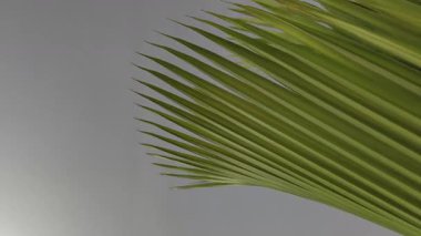 4K gerçek zamanlı video. Beyaz bir duvarda Hindistan cevizi ve hafif bir esinti bırakır