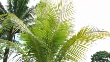 Gerçek zamanlı 4K video görüntüleri. Hindistan cevizi yaprakları ve hafif bir meltem sabah güneşinde.