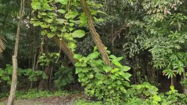 Gerçek zamanlı 4K videosu. Güzel doğal manzara, ormandaki yemyeşil ağaçlar ve aşağıdan yukarıya hareket eden kameralar..