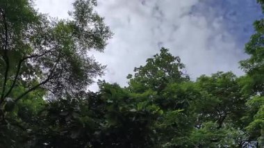 Gerçek zamanlı 4K videosu. Güzel doğal manzara, ormandaki yemyeşil ağaçlar ve gökyüzü. Kamera yarı daire ya da kemerle hareket ediyor..